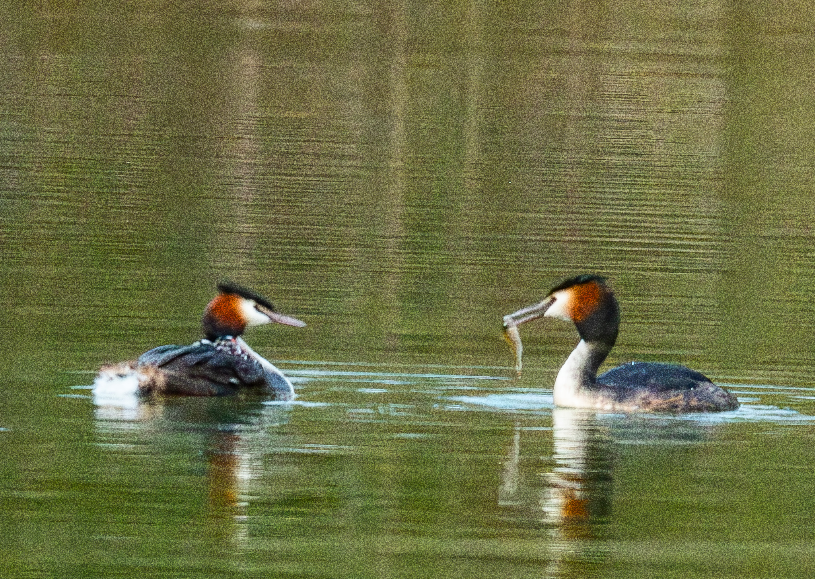 Grèbes huppés (Great crested grebes, Podiceps cristatus) : l'offrande. Dépot 53 de la Réserve Naturelle de Mont-Bernanchon, Hauts de France. 